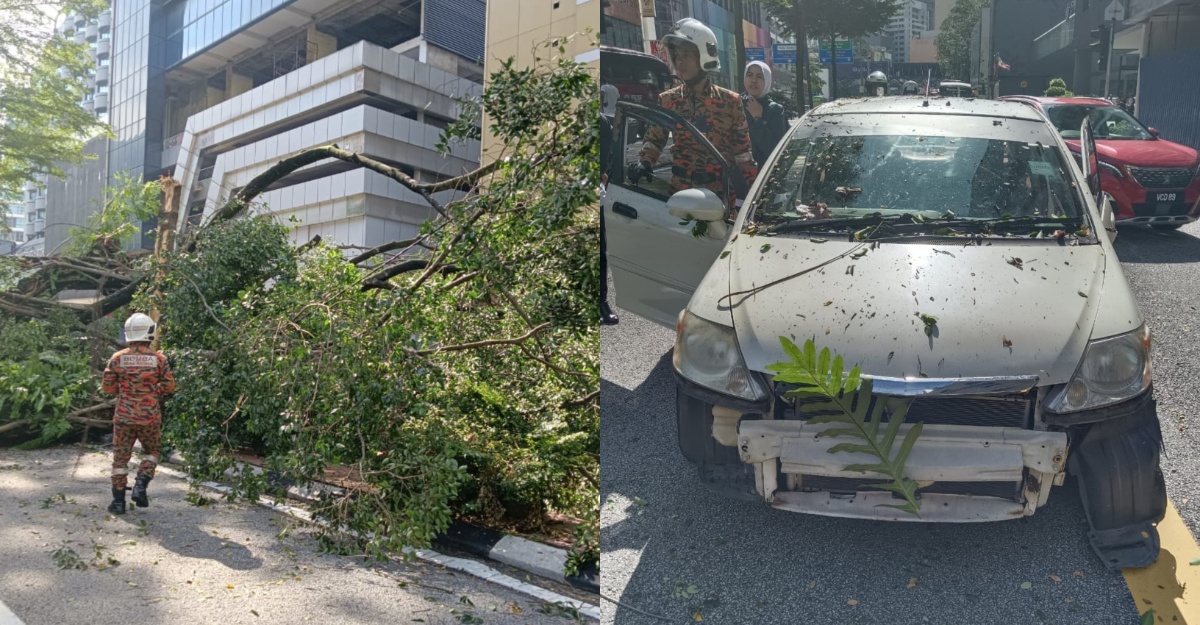 Dua cedera pokok tumbang
