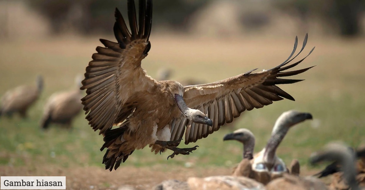 Burung Hereng