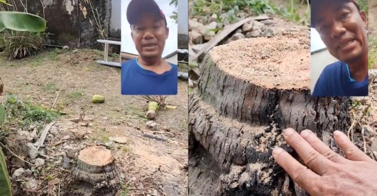 Tunggul Pokok Kelapa