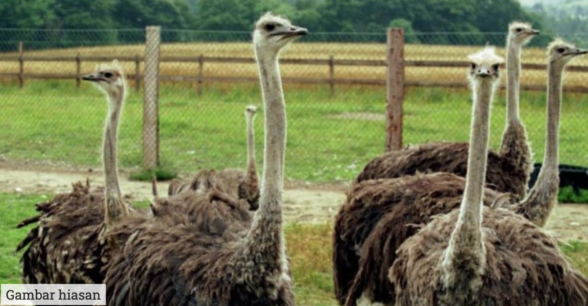 Burung Unta Makan Batu Kecil