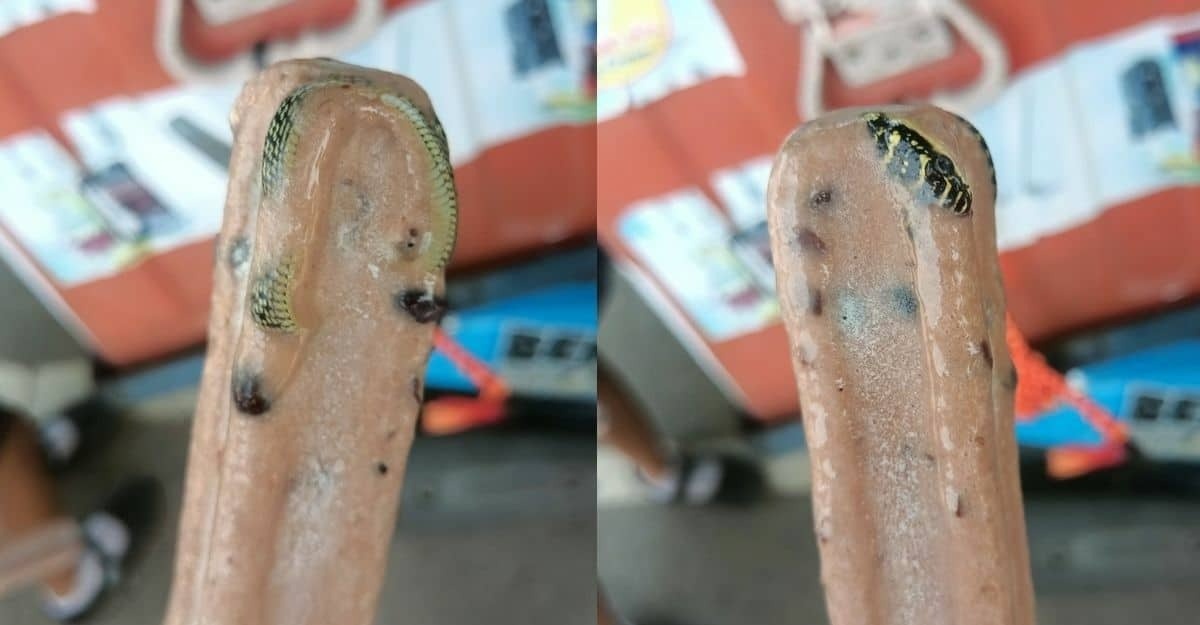 aiskrim ular