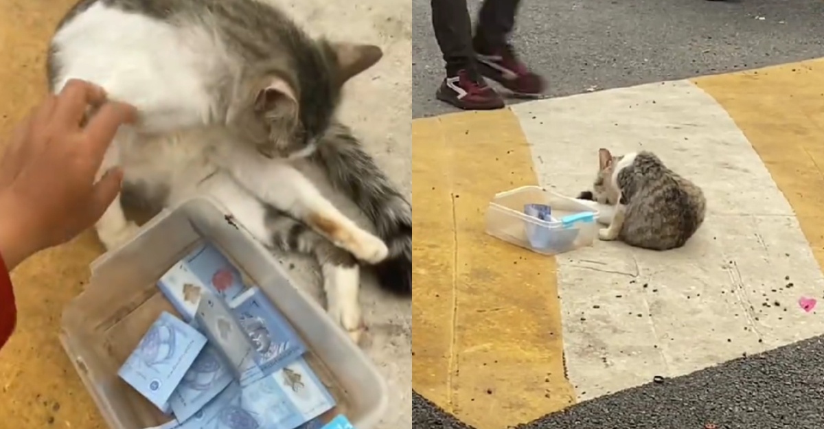 Kucing "Minta Sedekah"