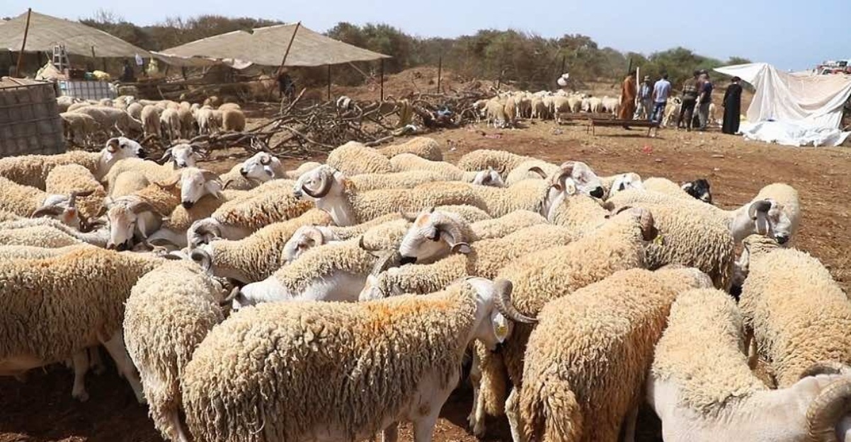 Maghribi batal Aidiladha