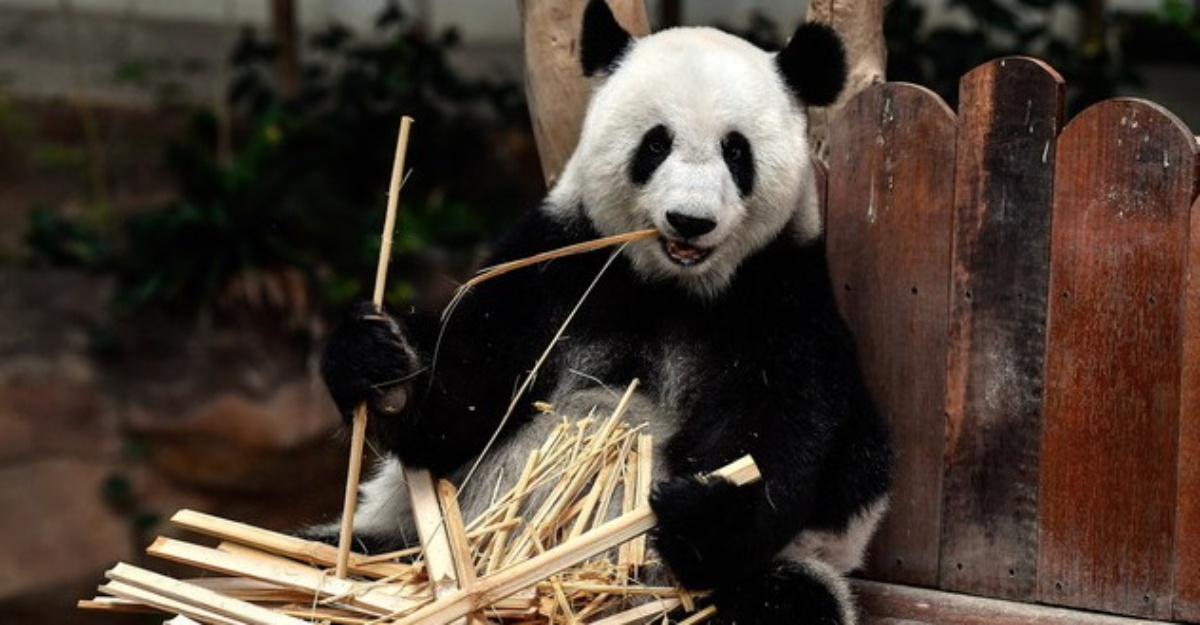 panda gergasi