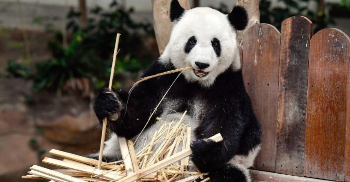 Panda Fu Wa Feng Yi dihantar china