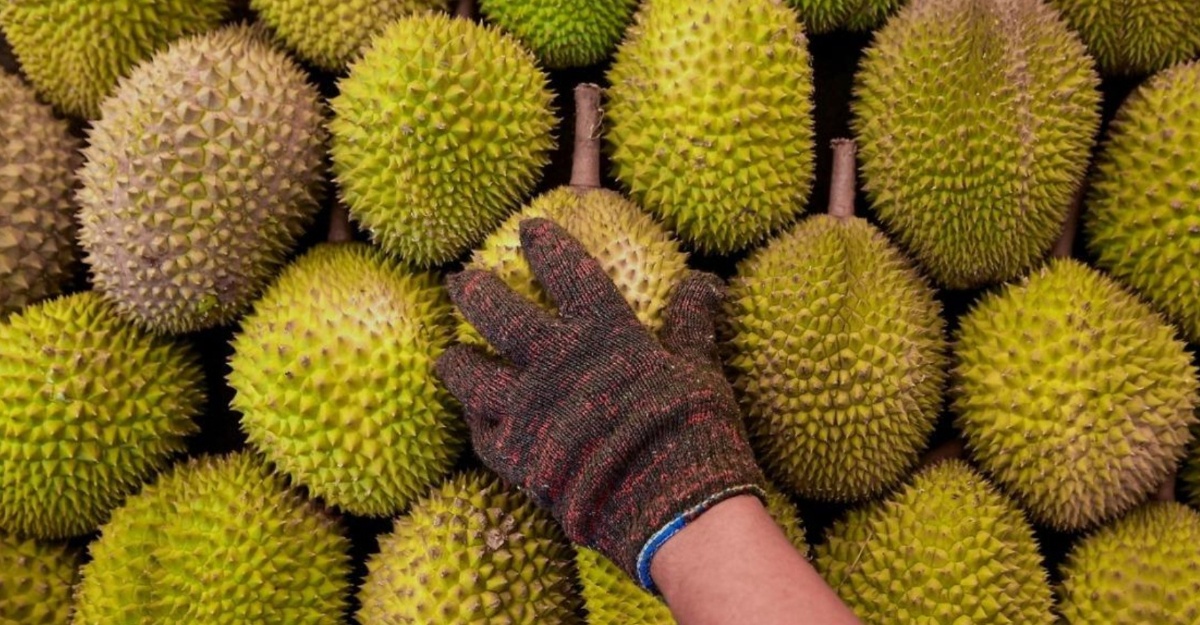 Durian Malaysia