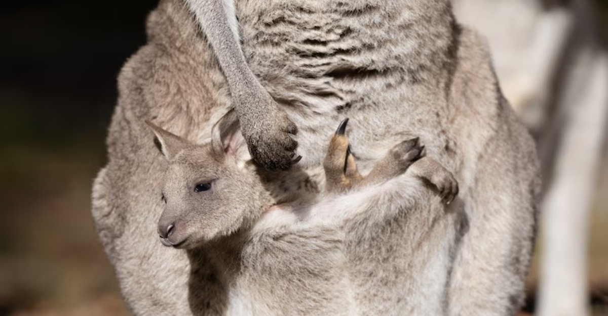 baby kangaroo