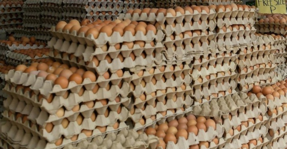 subsidi telur ditamatkan hari ini