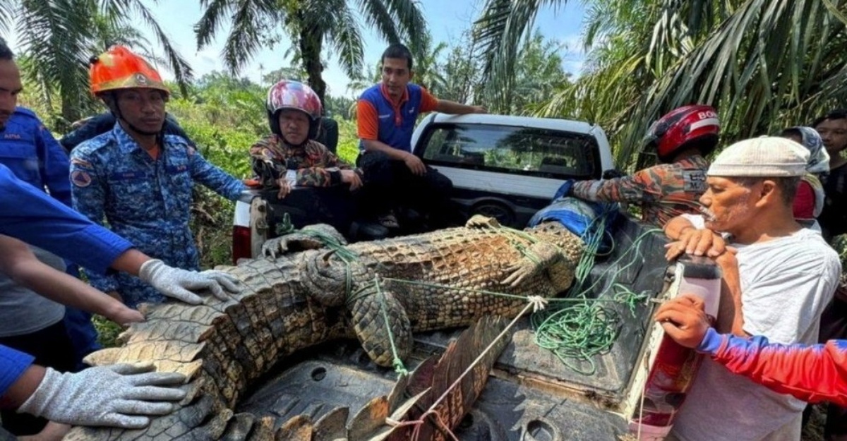buaya betina