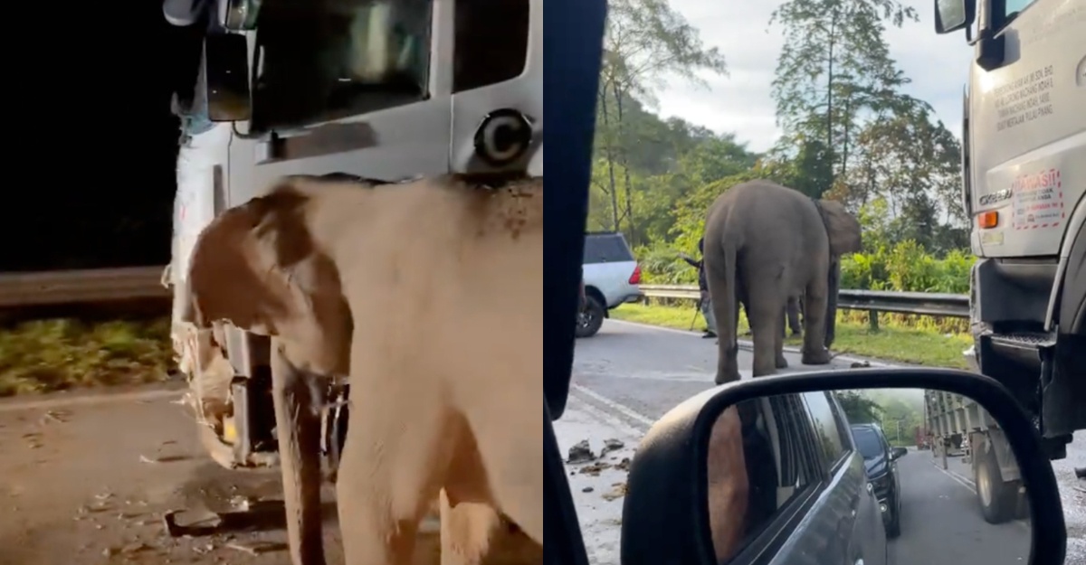 ibu gajah tolak lori