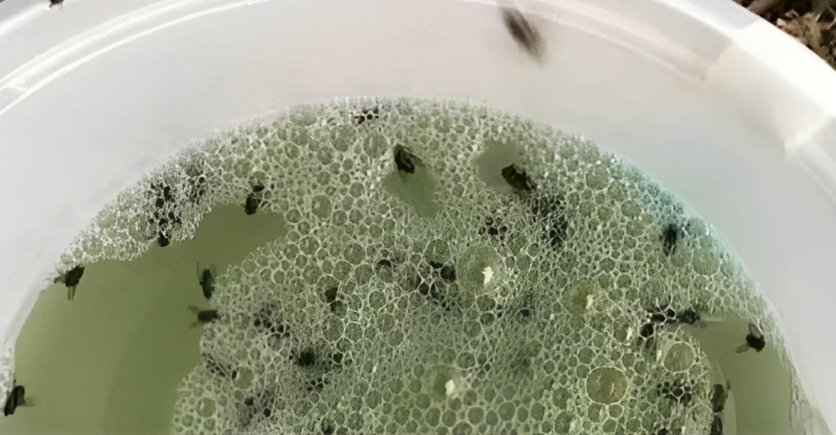 petua perangkap lalat