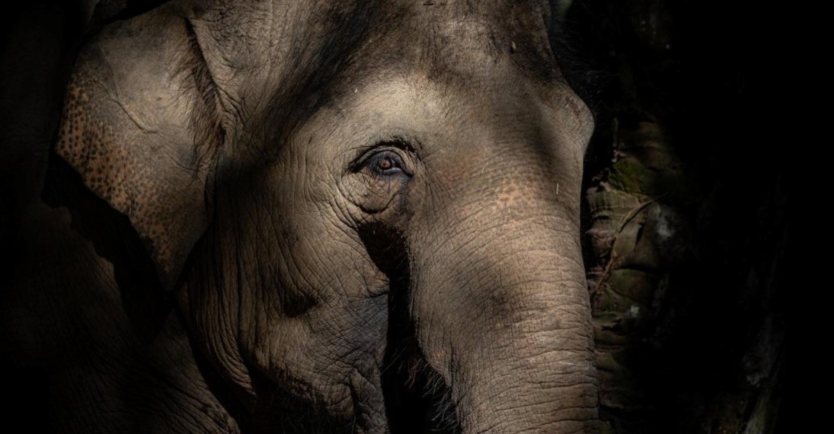 realiti aktiviti tunggang gajah