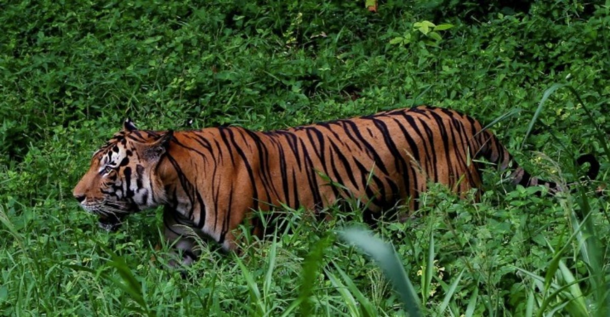 pak belang gerik