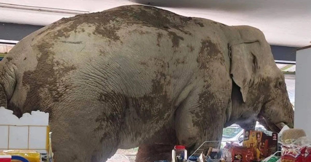 gajah serbu kedai