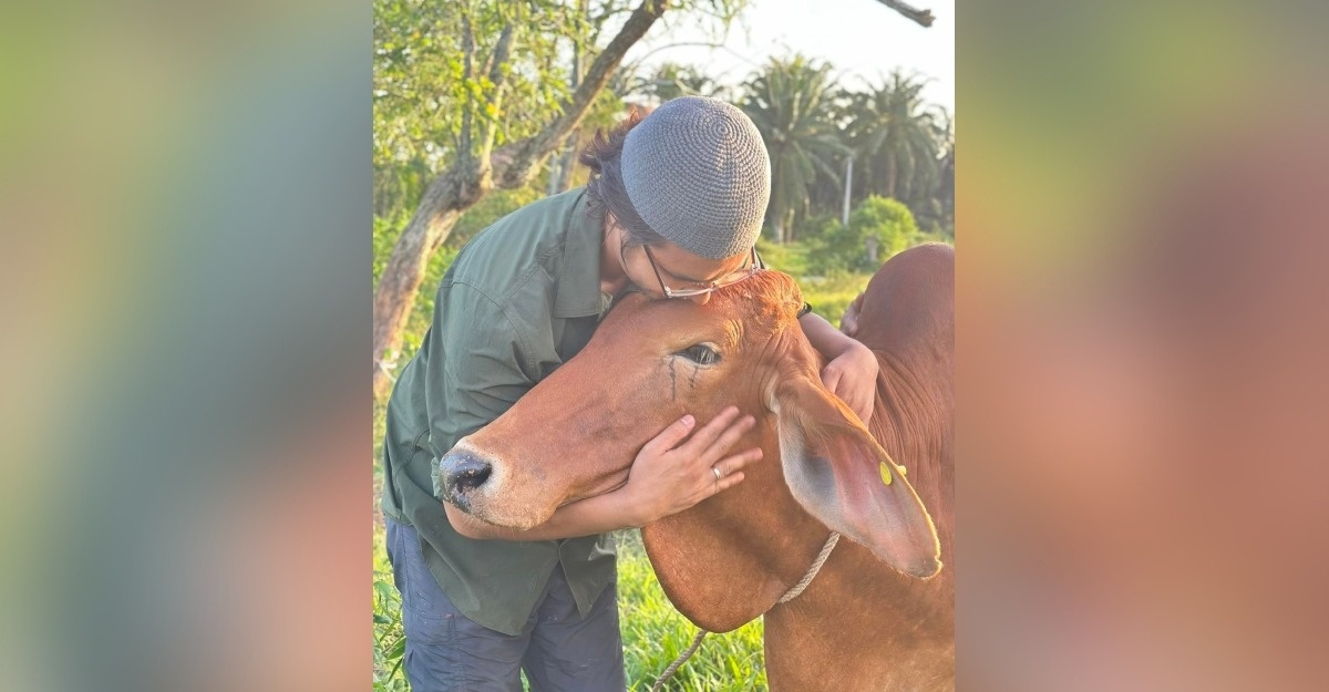 lelaki lembu dikorban sebak