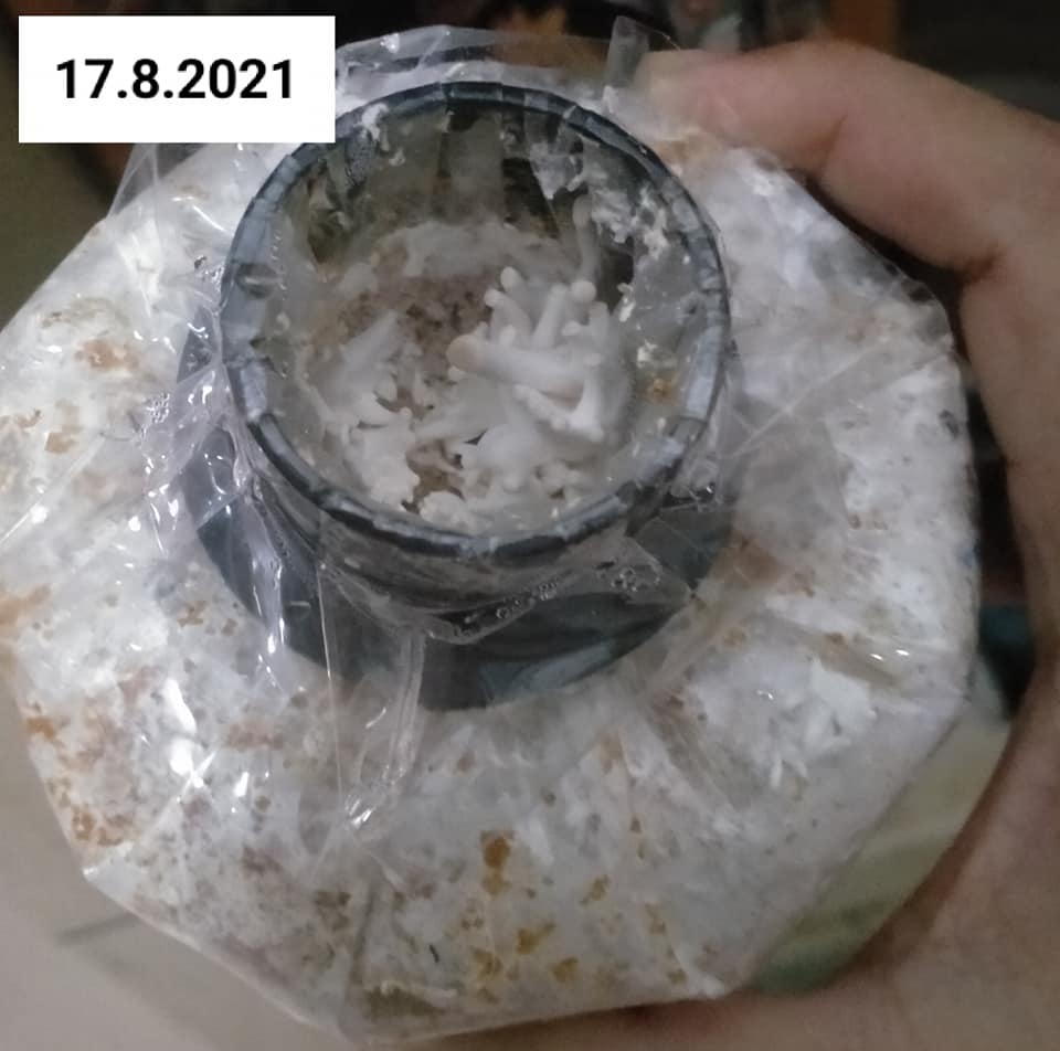 cara tanam cendawan tiram