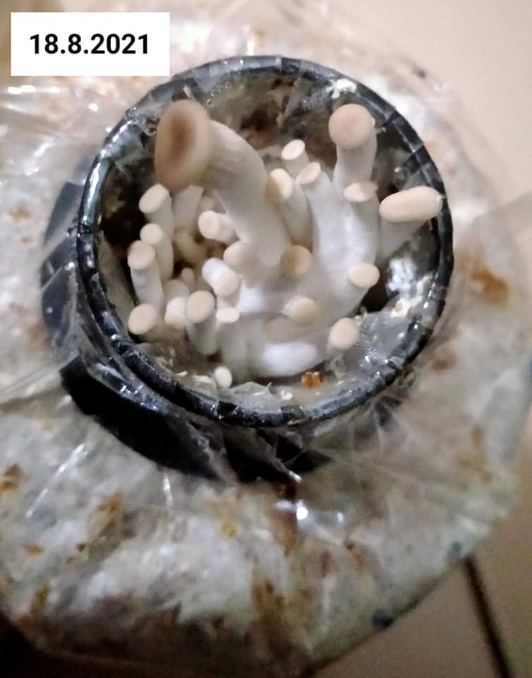 cara tanam cendawan tiram