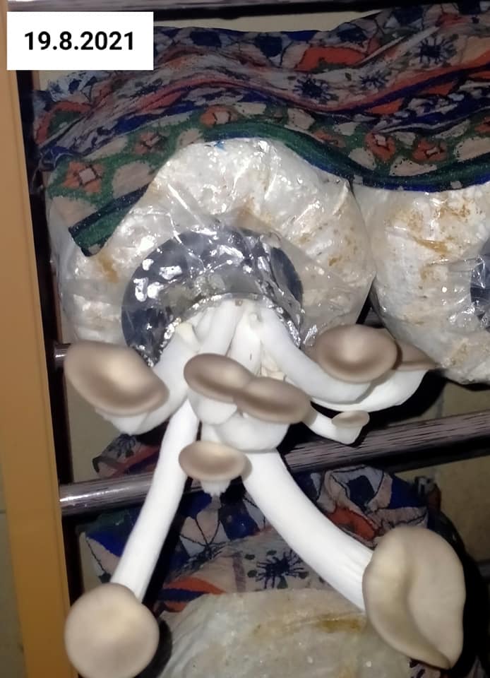 cara tanam cendawan tiram