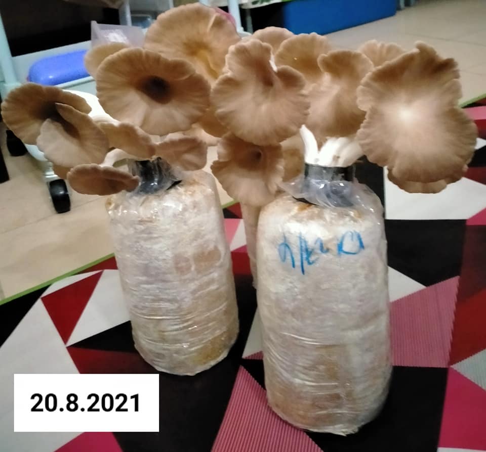 cara tanam cendawan tiram