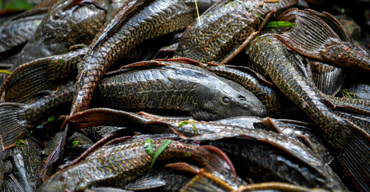 ikan bandaraya spia tangkap