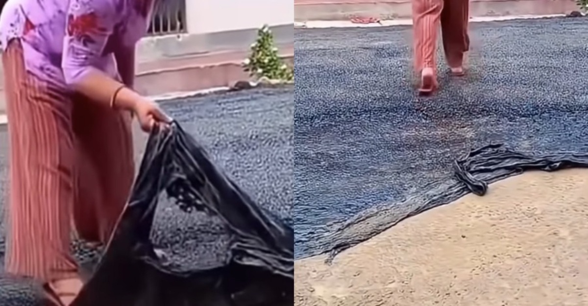 boleh cabut jalan tar