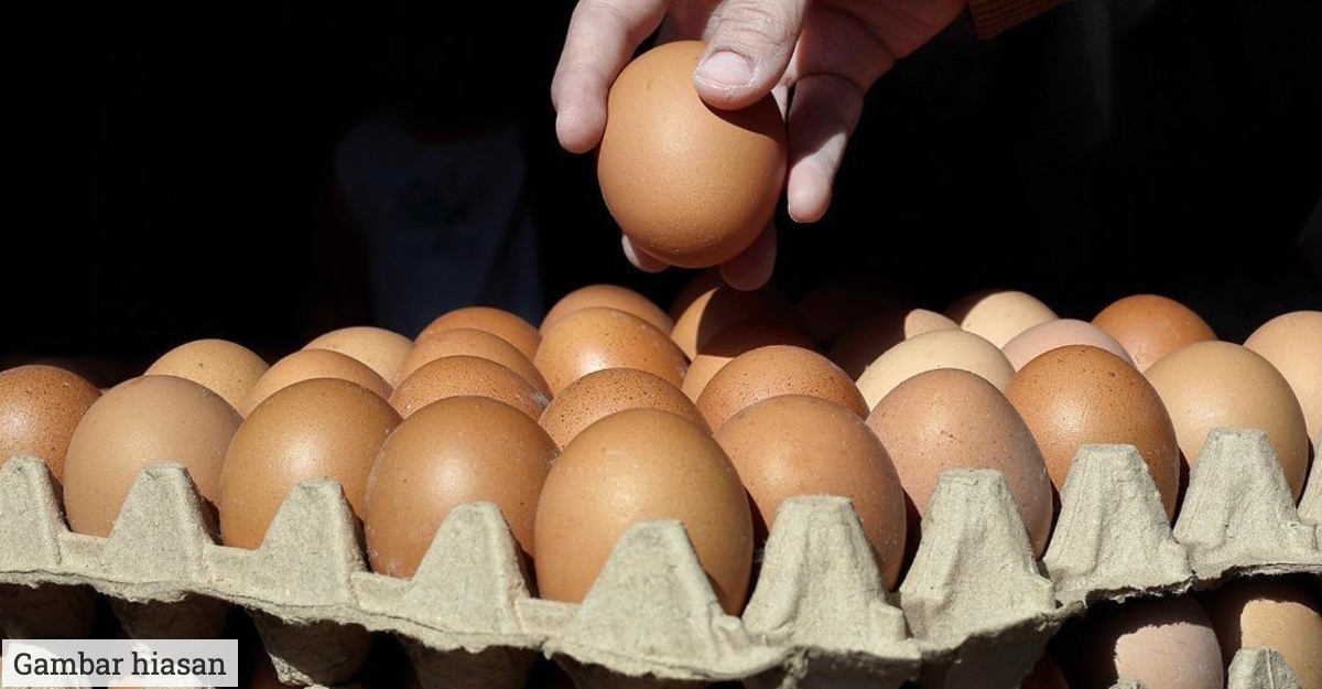penjimatan subsidi telur