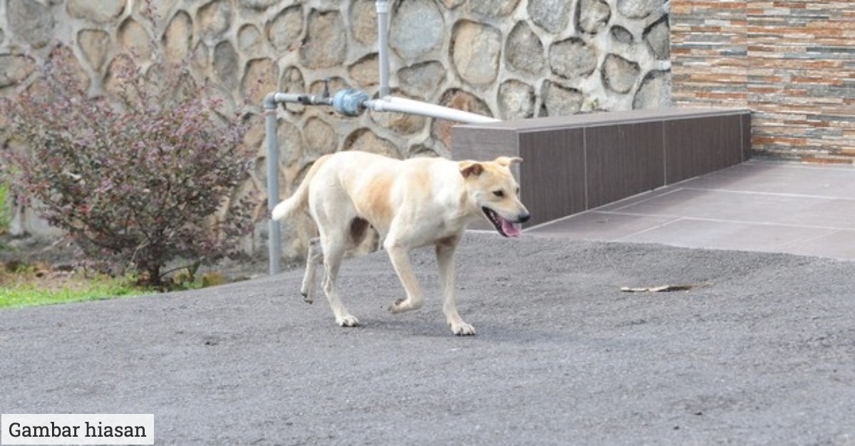 maut digigit anjing
