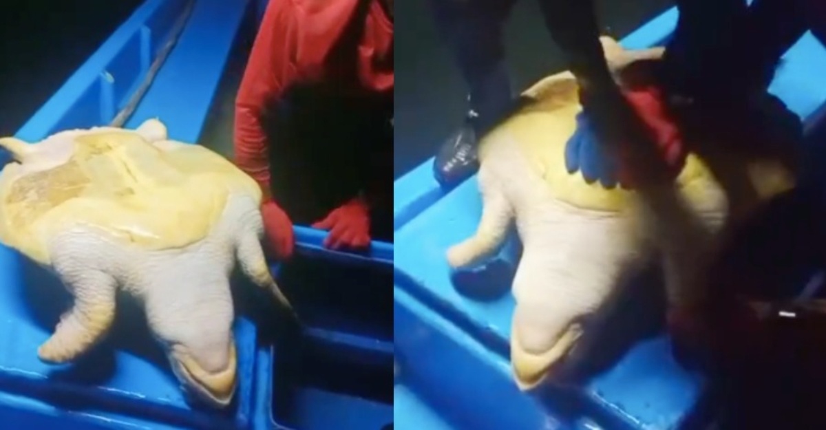nelayan kongsi detik penyu