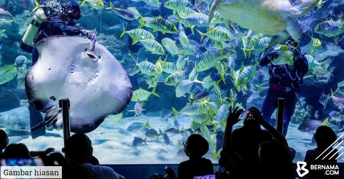 masuk percuma hari jadi aquaria klcc