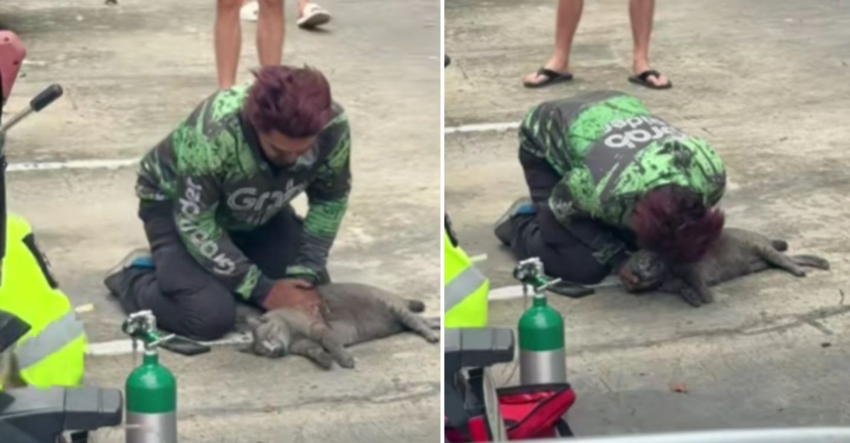 rider grab kucing