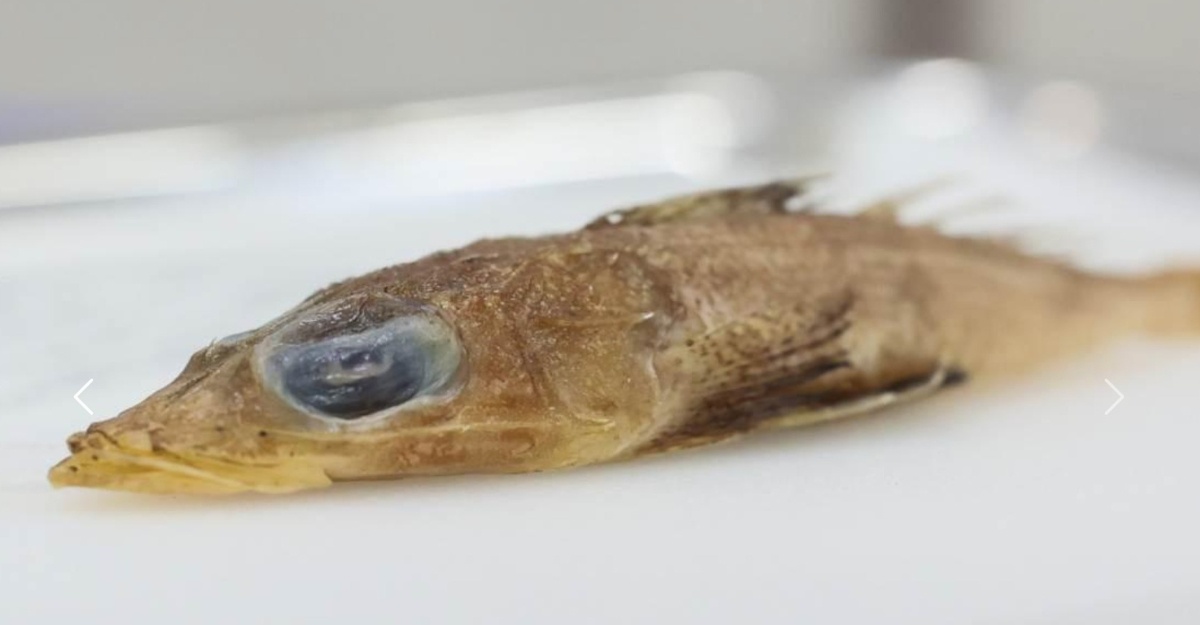 Rogadius Azizahae