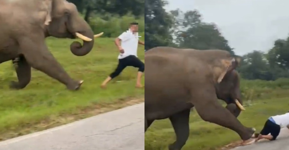 padah cuba selfie gajah