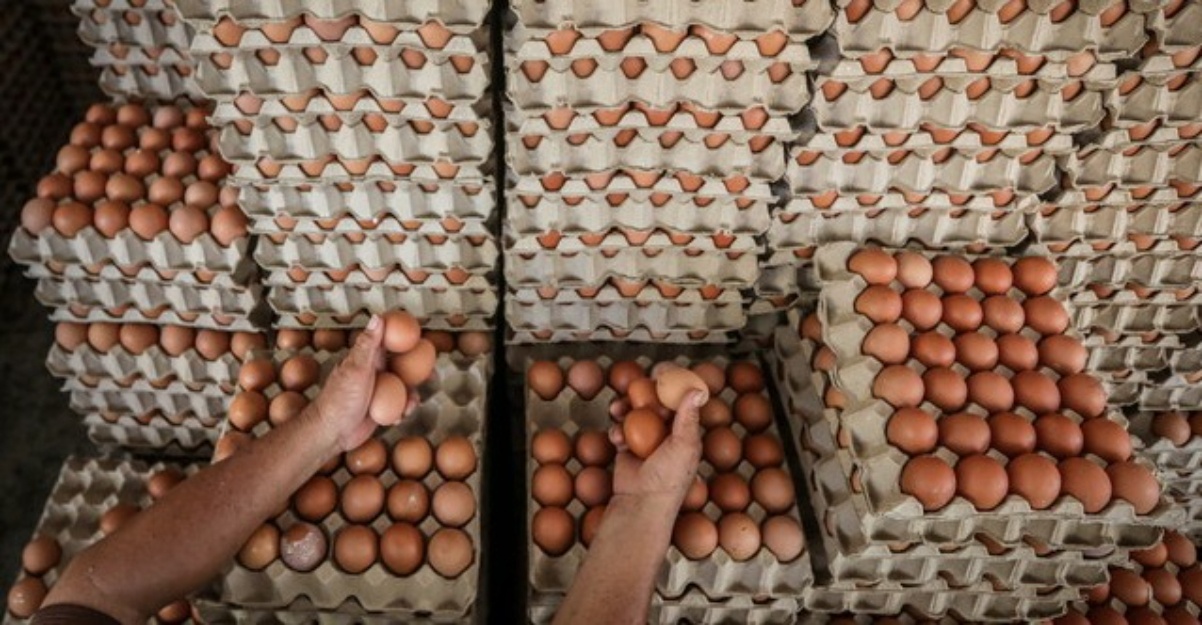 bekalan telur ayam stabil