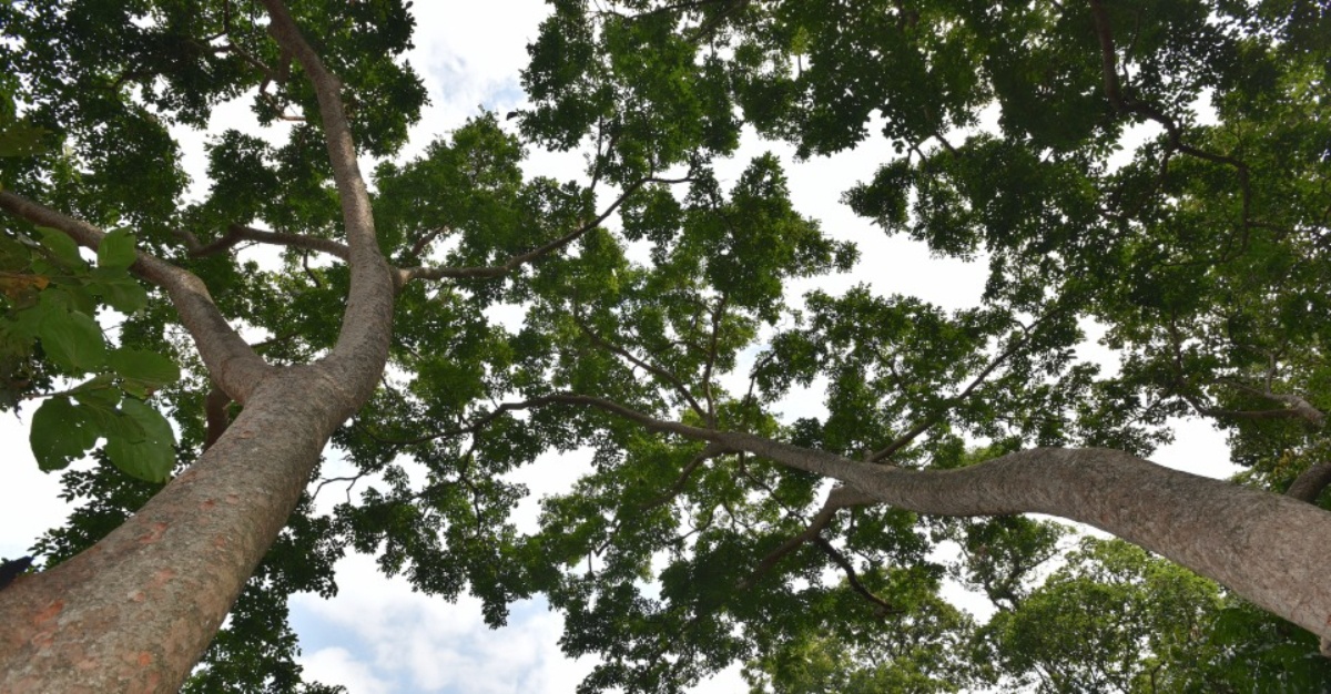 kenali pokok kebangsaan malaysia