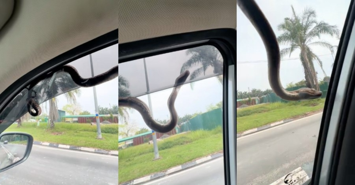 ular jenguk dekat tingkap