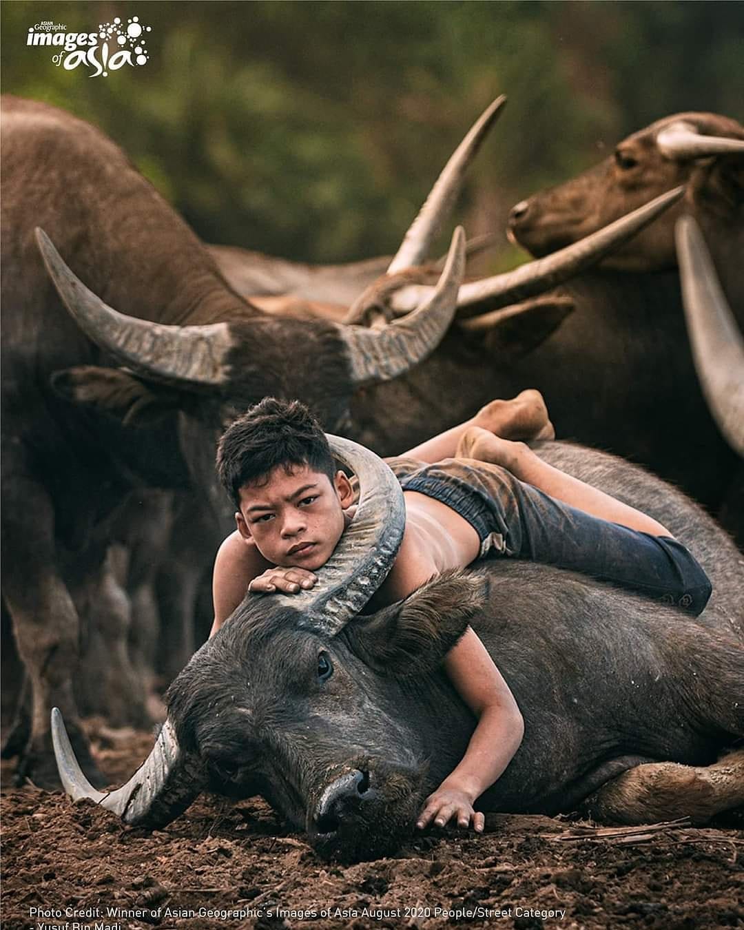 perkembangan mowgli malaysia