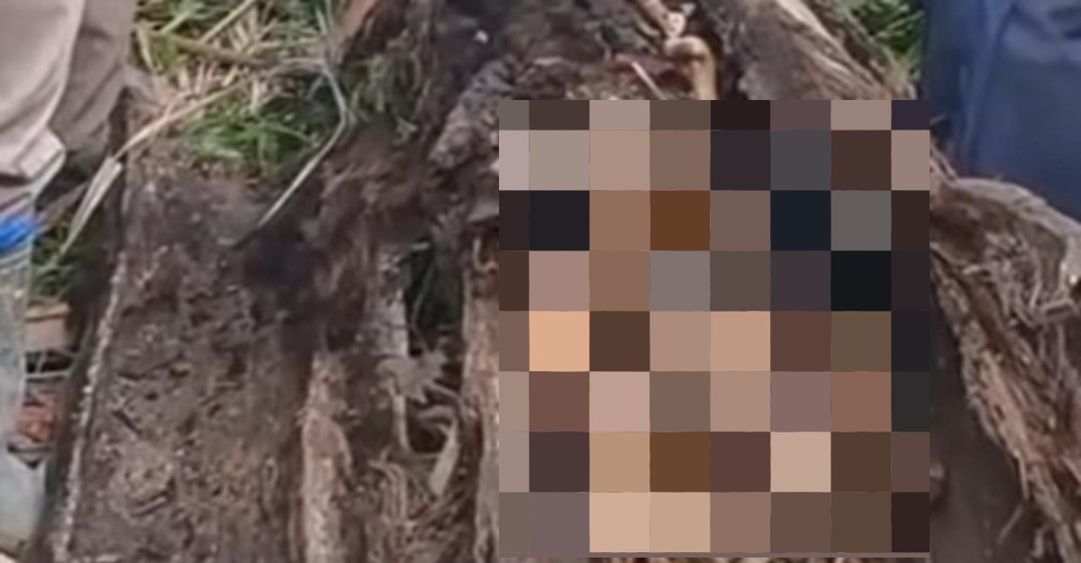tulang manusia dalam pokok