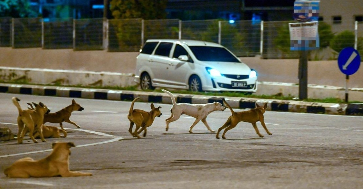 hukum mempamerkan anjing