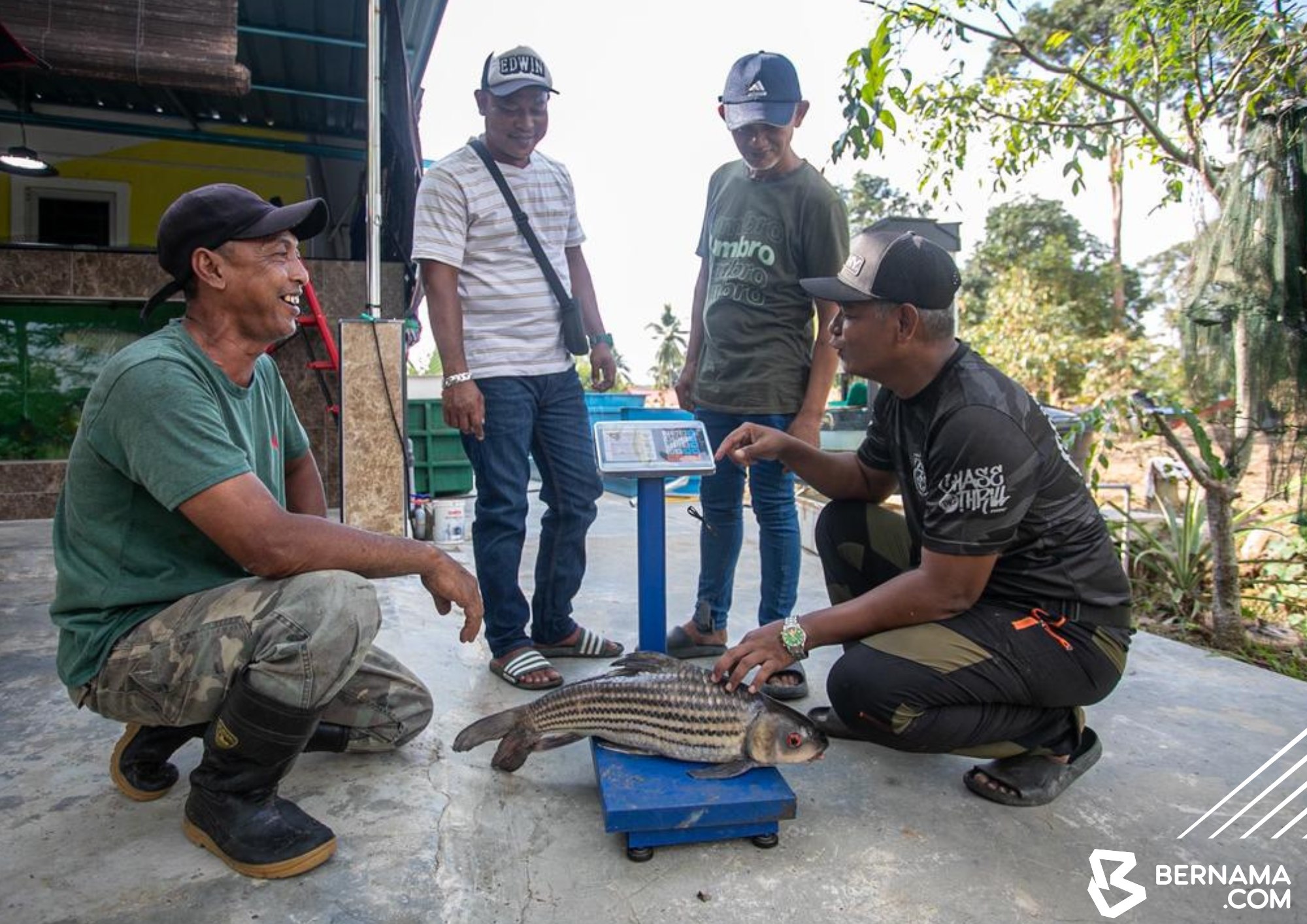 ikan temoleh diancam kepupusan