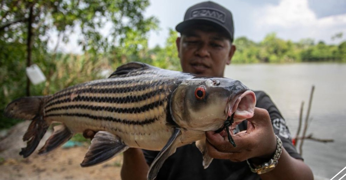 ikan temoleh diancam kepupusan