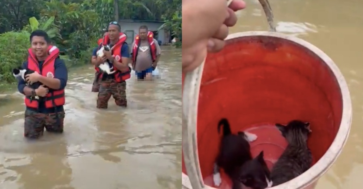abang bomba bantu kucing