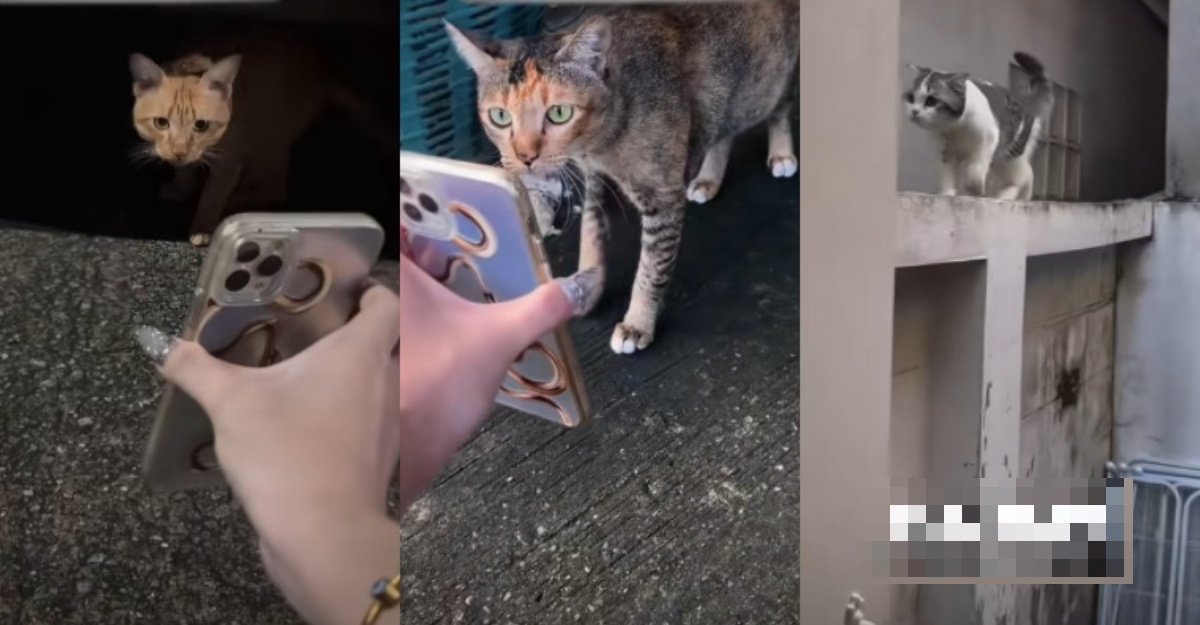 kucing kesayangan balik