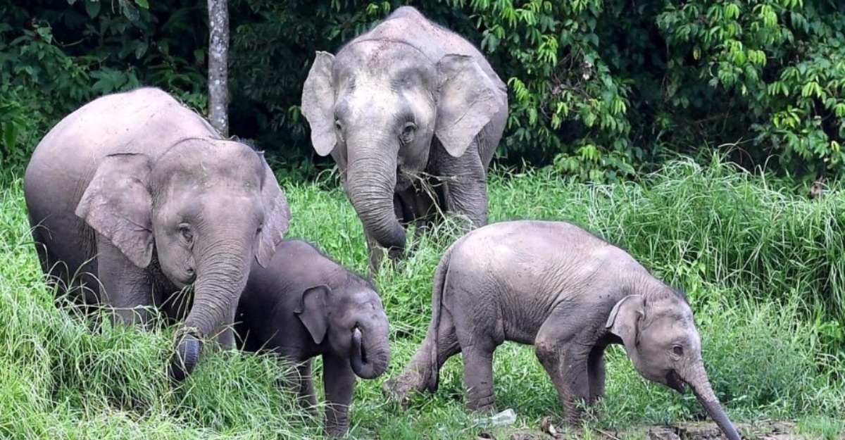 lelaki maut Diserang gajah gua musang