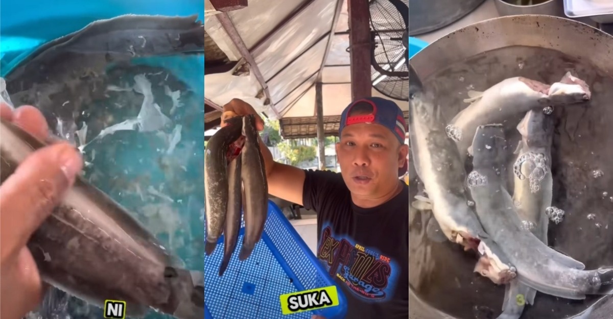 Rahsia hilangkan lendir ikan keli