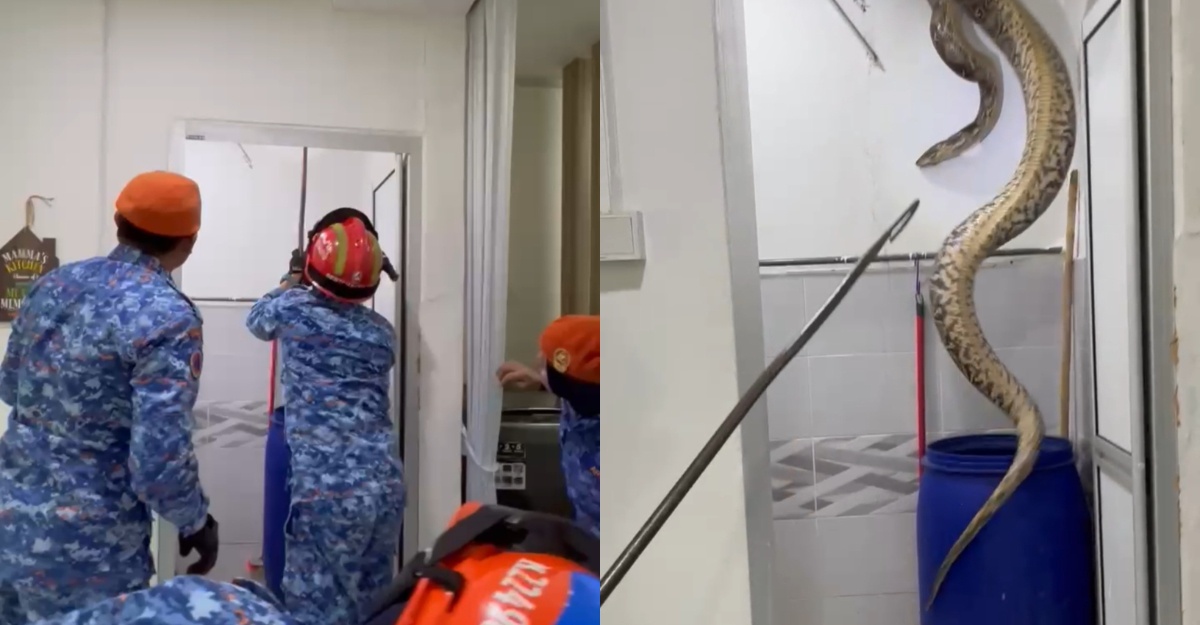 Anakonda Siling Tandas