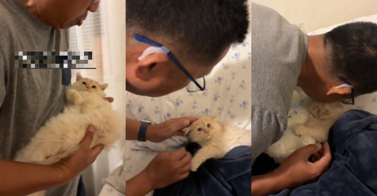 dukung dan selimutkan kucing