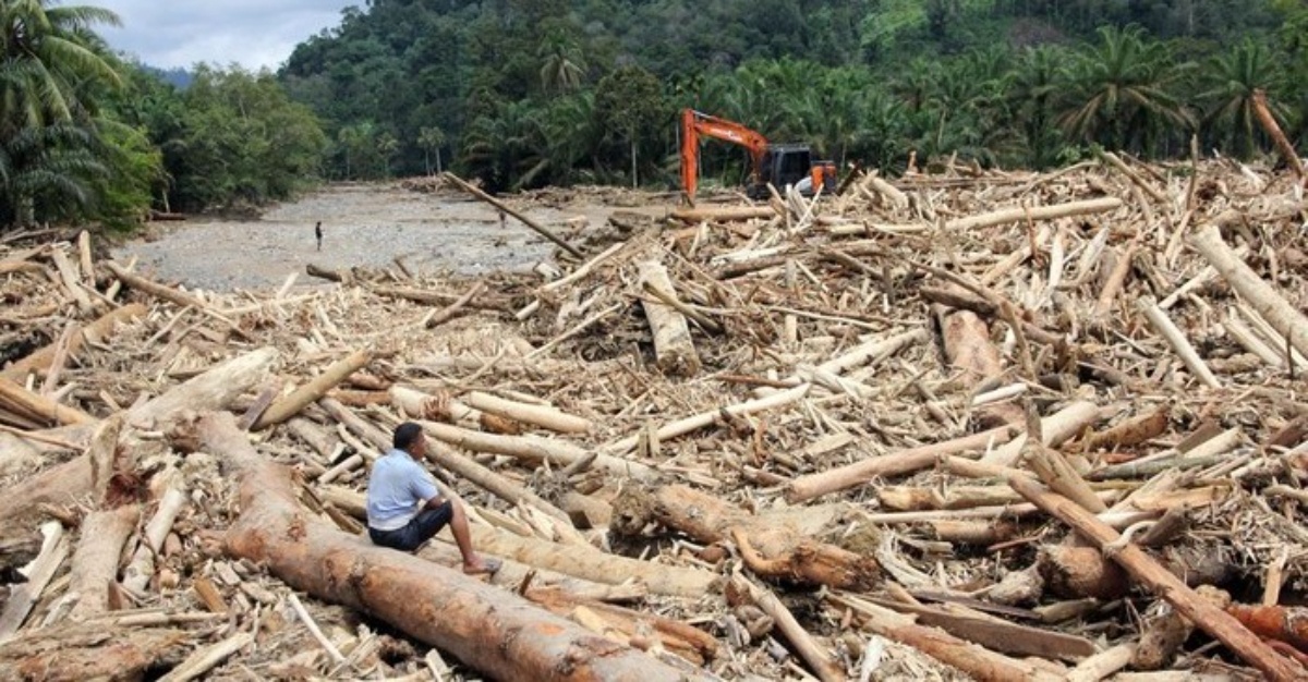 Kayu Balak sumatera