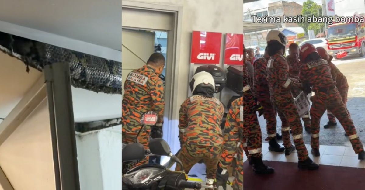 Ular Sawa Besar Kedai Motosikal