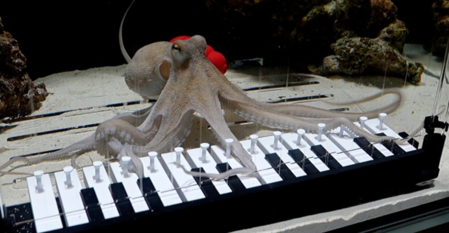 sotong terer bermain piano