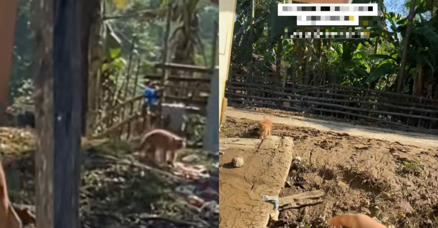 wanita kucing peliharaan selamat banjir